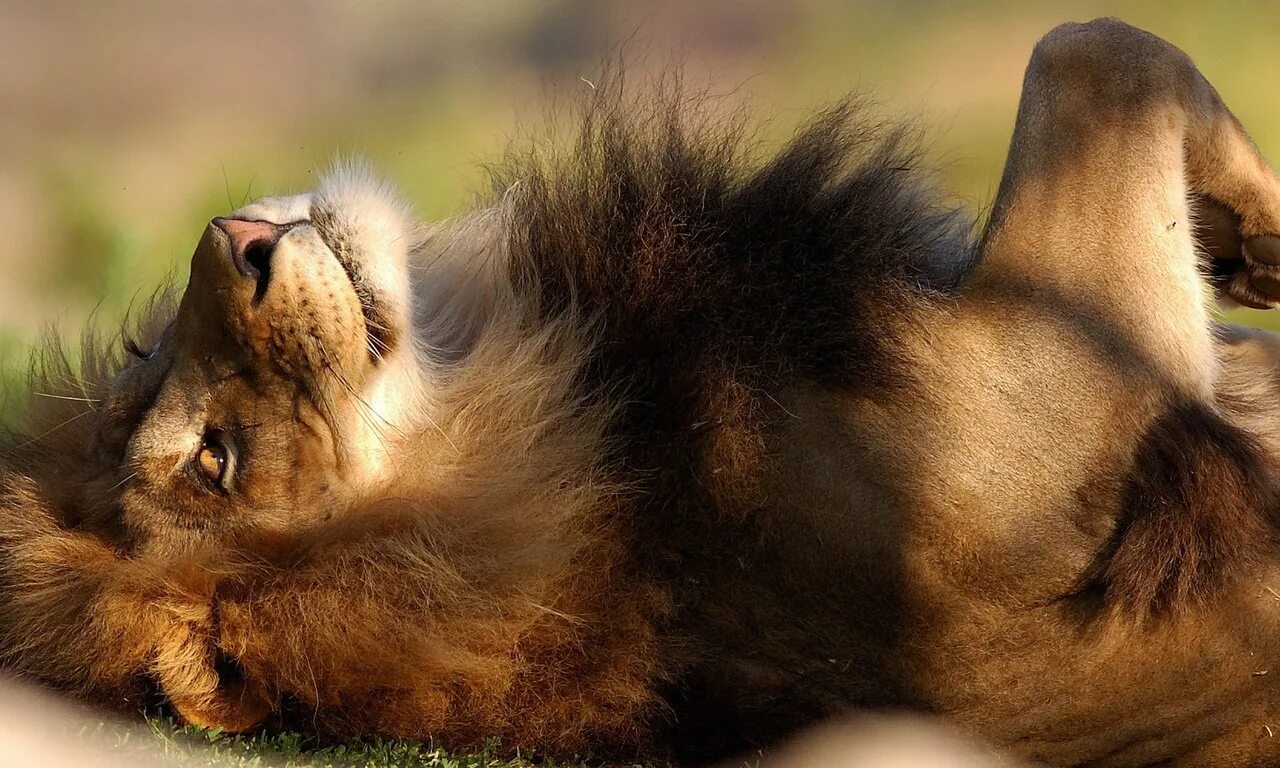 Лев лежит. Когти льва. Лапы льва. Лапа львицы. Лапы льва обнимают лист.
