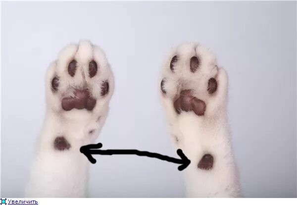 Сколько пальцев у кошки на задних лапах. Подушечки у котов на передних лапах. Лапки кошки. Кошачьи лапки передние.