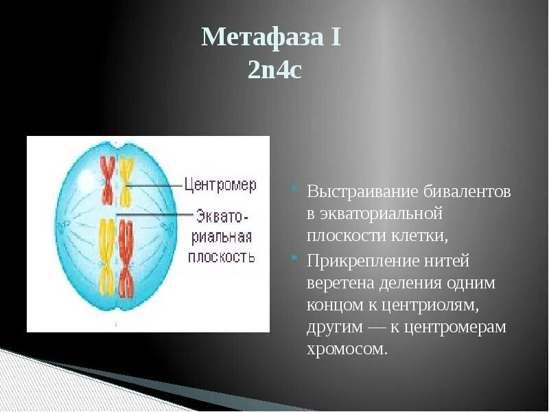 Процессы метафазы 2