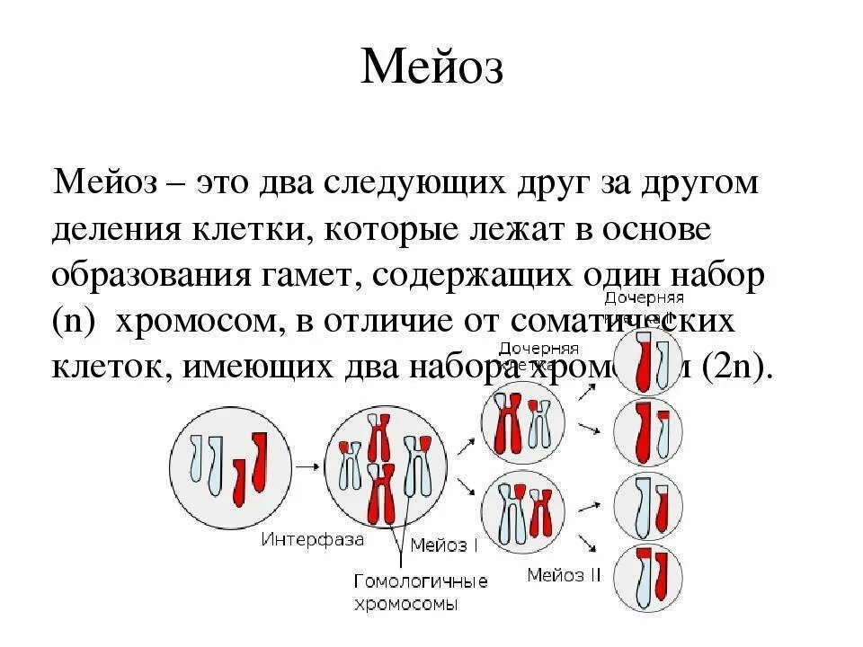 Опишите мейоз