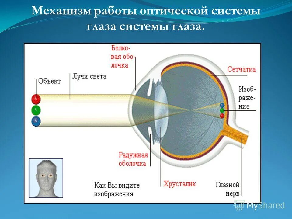 3 оптическая система глаза. Оптическая система глаза. Оптическое устройство глаза. Строение оптической системы глаза. Оптический аппарат глаза состоит из.