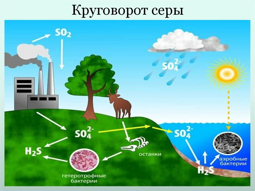 Круговорот серы в природе впр. Круговорот азота Рамад 1981. Круговорот веществ серы в биосфере. Круговорот веществ сера. Круговорот серы в биосфере схема.