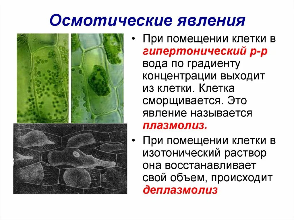 Наблюдение плазмолиза. Осмос тургор плазмолиз. Осмотические свойства растительной клетки. Остиотические явления.