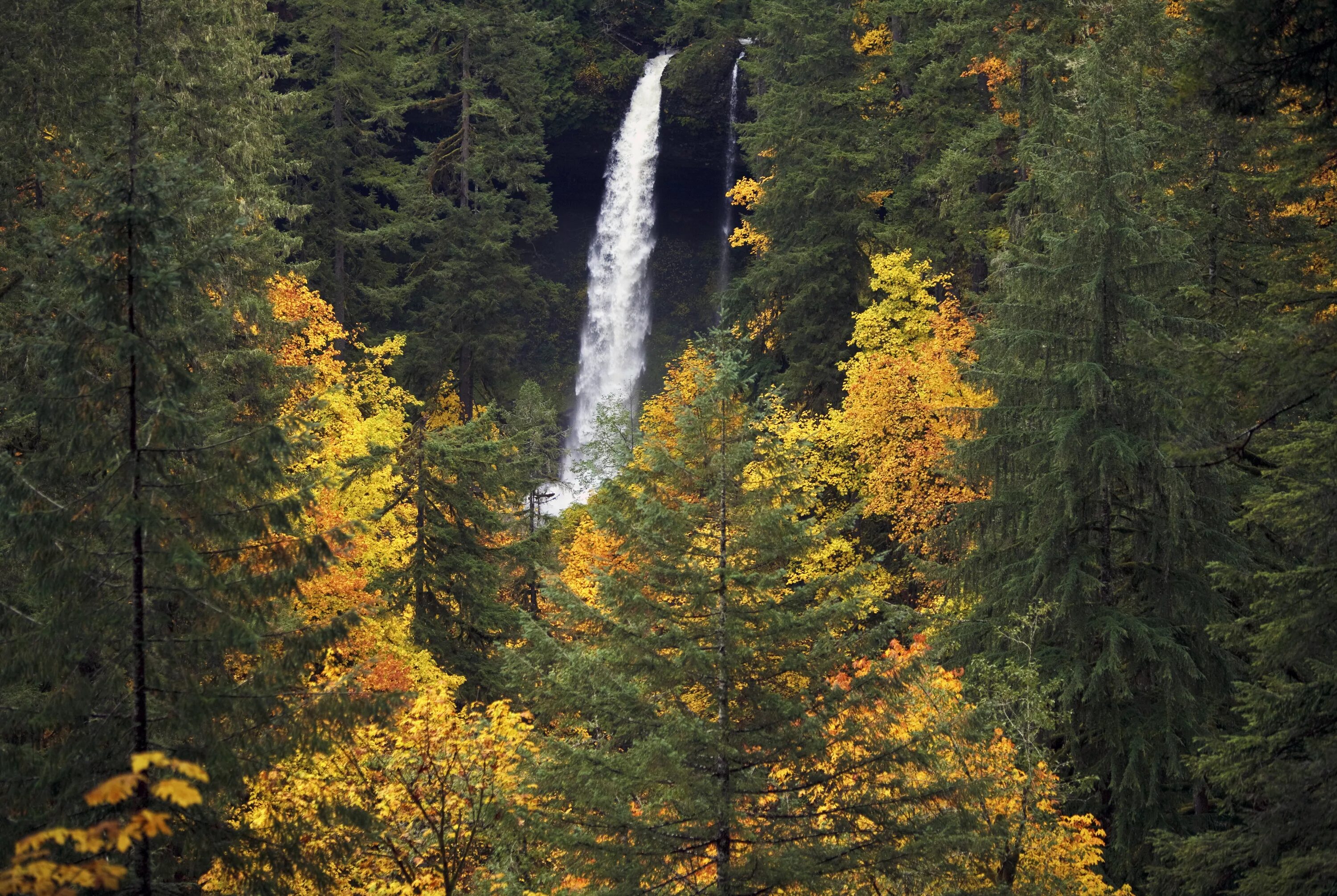 Орегон лес. Орегон фото природы. Силвэр Форс национални парк Орэгон. Орегон дорога в лесу. Fall state