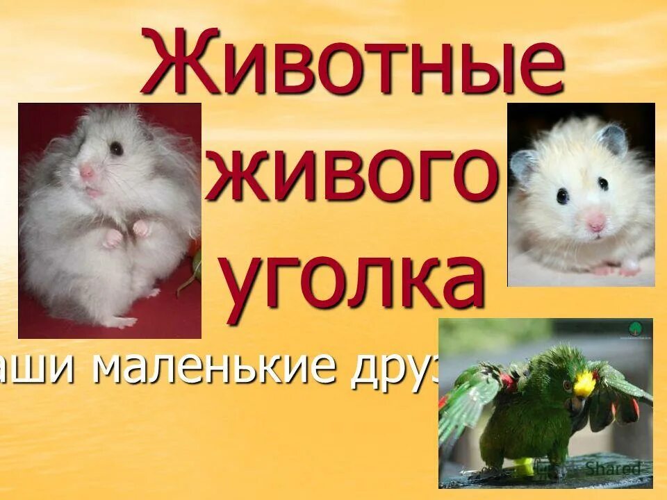 В живом уголке 4. Животные живого уголка. Хомяк в живом уголке. Обитатели живого уголка. Живой уголок презентация.