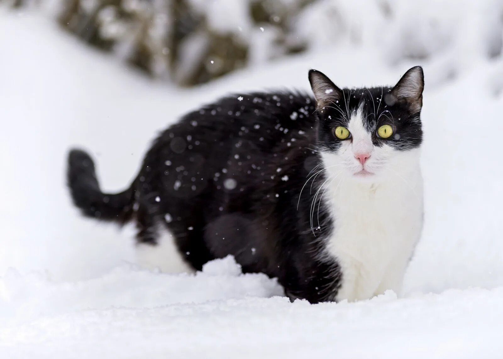 Пестрый снег. Сноу Кэт. Зимние котики. Снежный кот. Черная кошка в снегу.