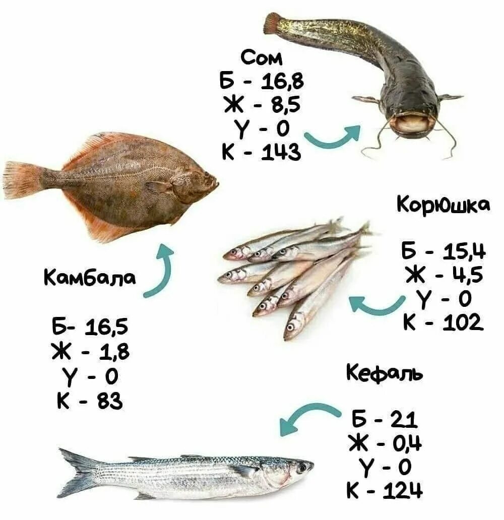 Белковая рыба. Выбор рыбы. Рыба топорик. Белок в рыбе. Char рыба.