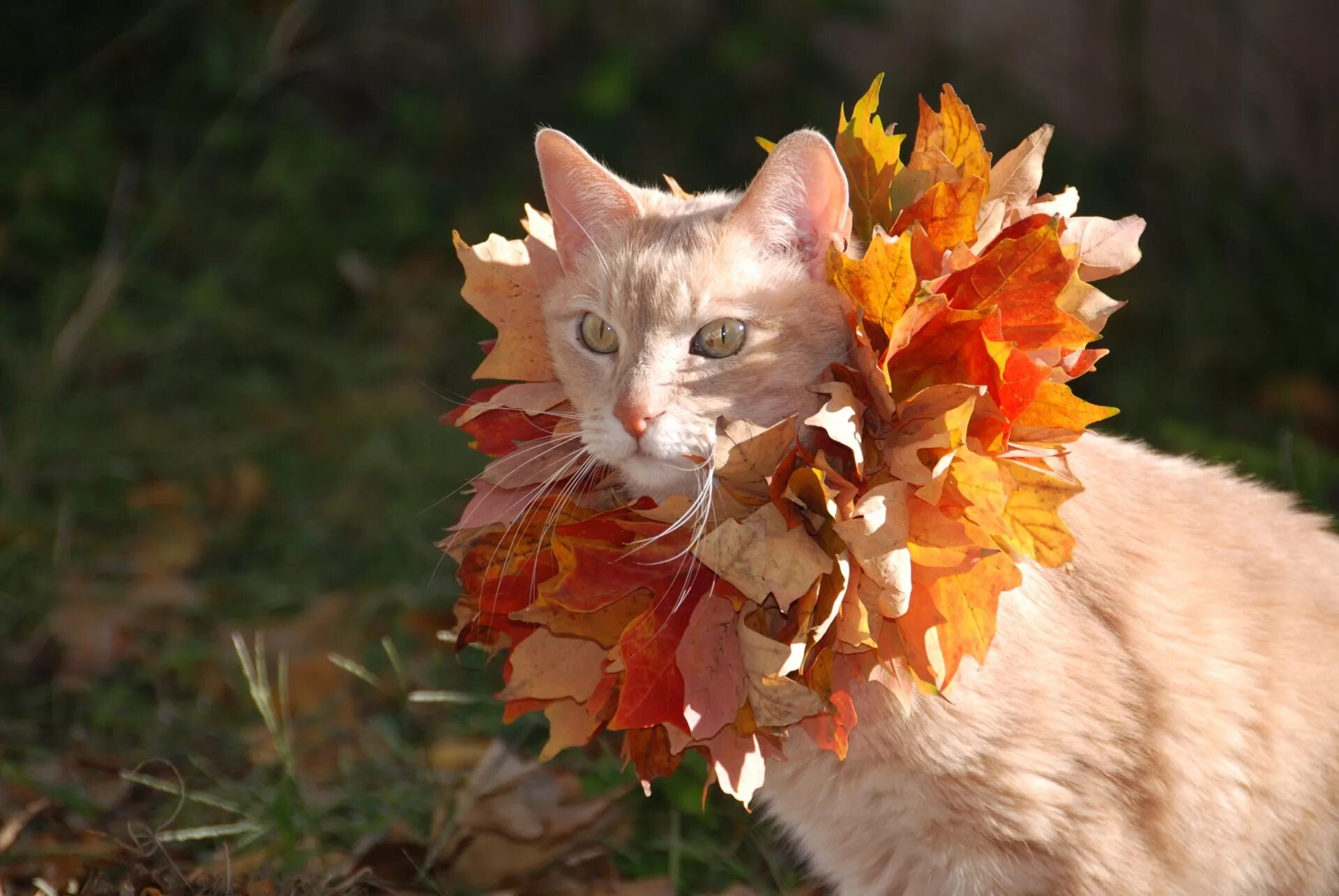 Осенний котик картинки