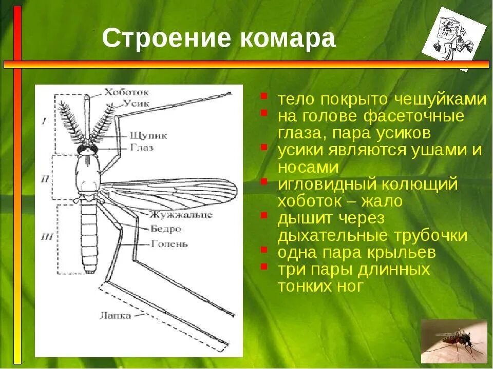 Пары крыльев у насекомых