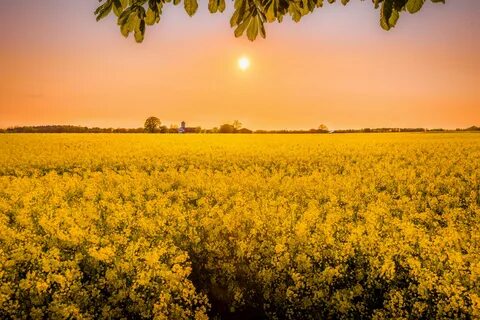 twilight sun at golden hour with rapeseed field 4k wallpaper.