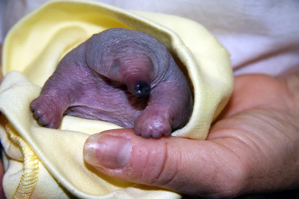 Родила яйцо. Детеныш утконоса. Новорожденный Утконос. Детеныш утконоса новорожденный. Маленький Утконос детеныш.