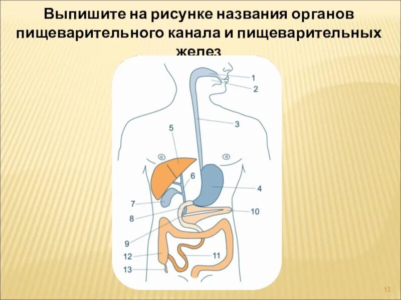 Схема пищеварительного канала. Выпишите названия органов пищеварения. Пищеварительный канал и пищеварительные железы. Пищеварительный канал название.