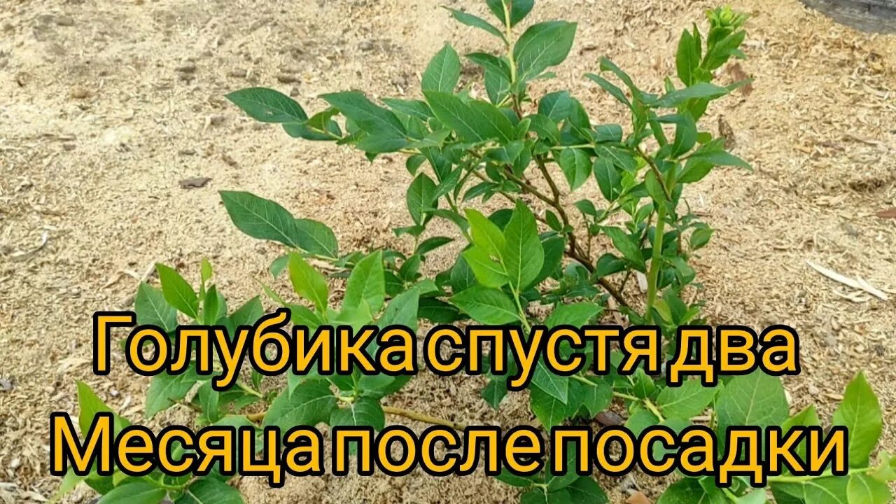 Как поливать голубику после посадки. Как правильно поливать голубику после посадки весной. весенний уход за голубикой в открытом грунте. как поддержат голубику после хруща. чем подкормить голубику при посадке весной в открытый.
