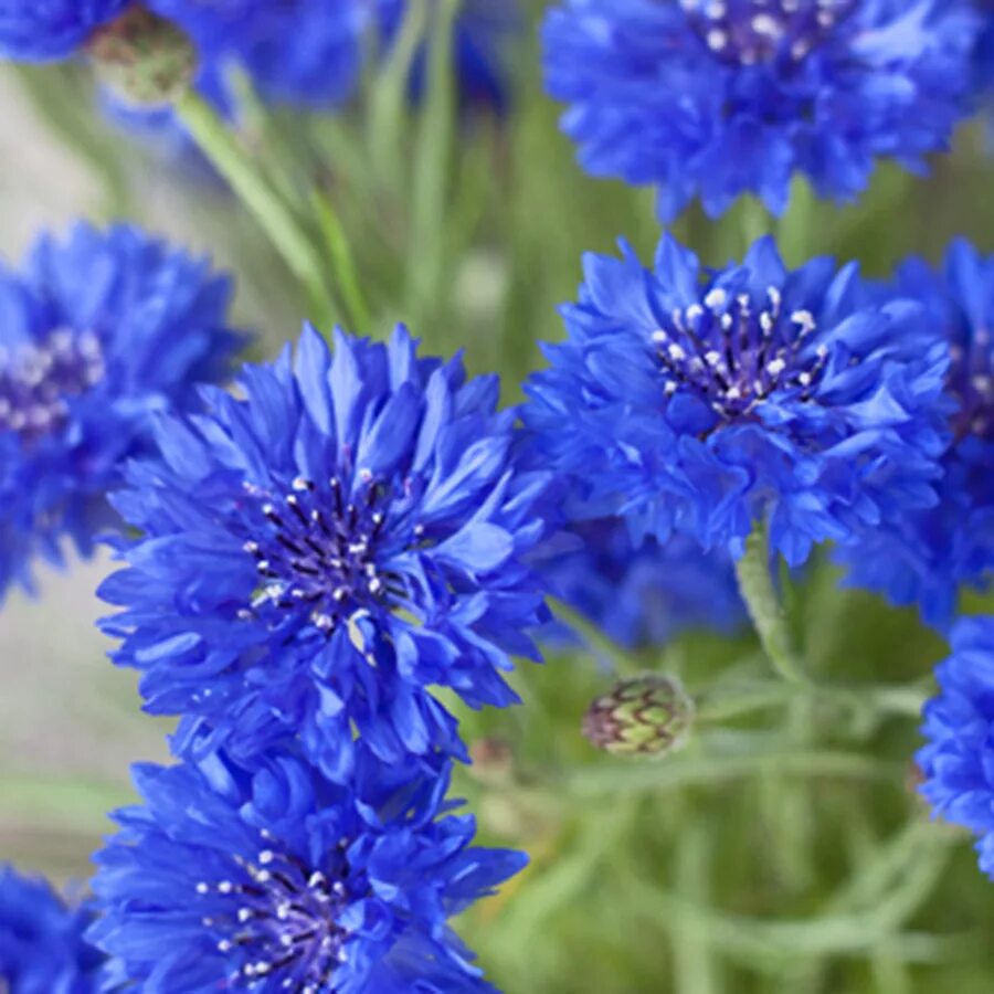 Василек Волошка. Цветы Василек Лагуна. Василек Лагуна синий. Centaurea cyanus Flower.