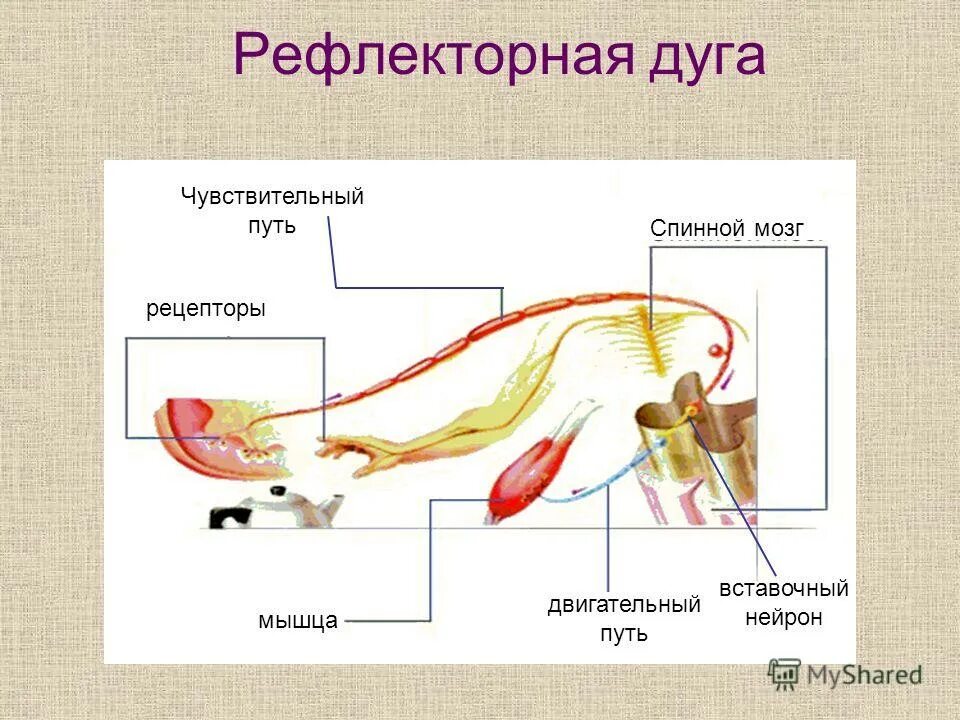 Дуга коленного рефлекса нерв. Рефлекторная дуга презентация. Звенья рефлекторной дуги строение. Строение рефлекторной дуги. Рефлекс анатомия.
