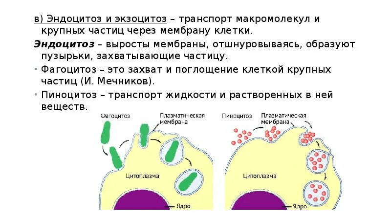 Плазматическая мембрана эндоцитоз. Экзо и эндоцитоз. Эндоцитоз и экзоцитоз. Эндоцитоз и экзоцитоз схема.