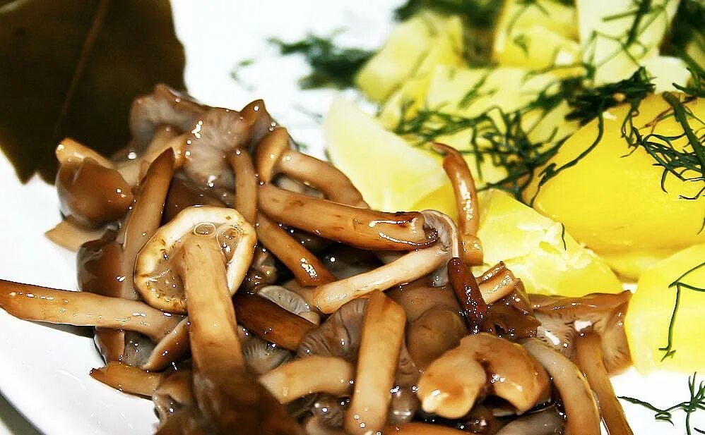 Картофель с маринованными грибами. Опята маринованные. Картошка с опятами. Опята солёные. Грибы опята соленые.