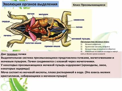 Органы выделения у рыб и земноводных