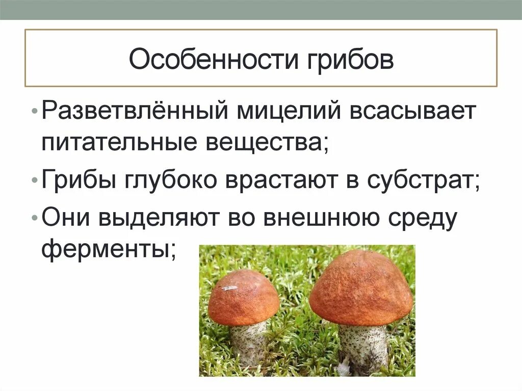 Особенности грибов. Характеристика грибов. Грибы главные особенности. Питательные вещества в грибах. Гриб характеризуется