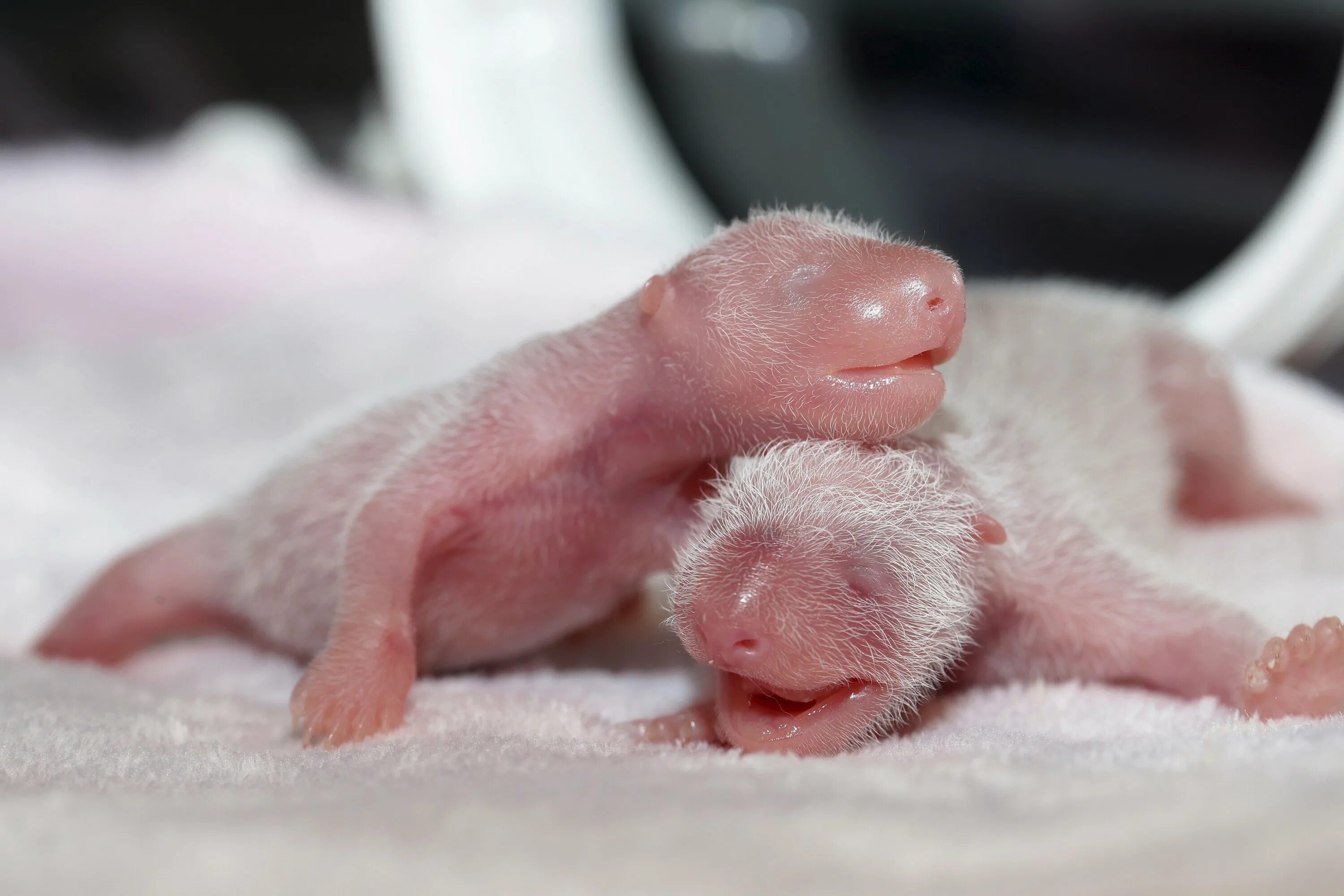 Сколько весит детеныш. Детёныш панды новорожденный. Детёныши панды Новорожденные. Новорождённый денетыш панды. Детеныш коалы новорожденный.