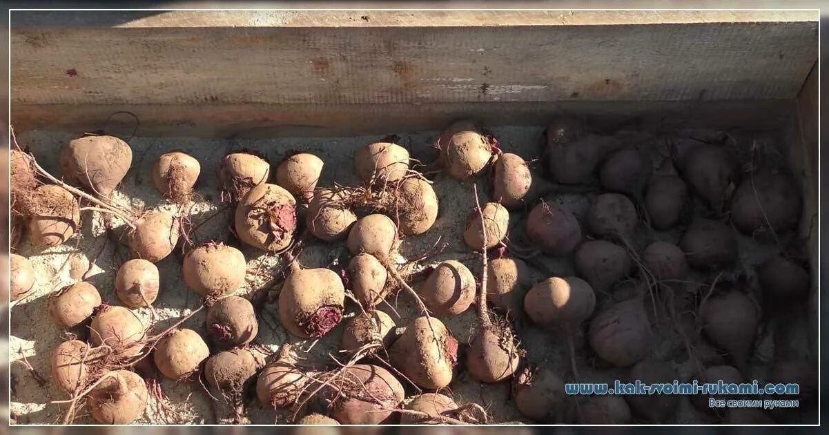 Ящик для семенного картофеля. Чем обработать картофель на хранение на зиму. Хранение картофеля. Ящик для картошки. Хранение картофеля.
