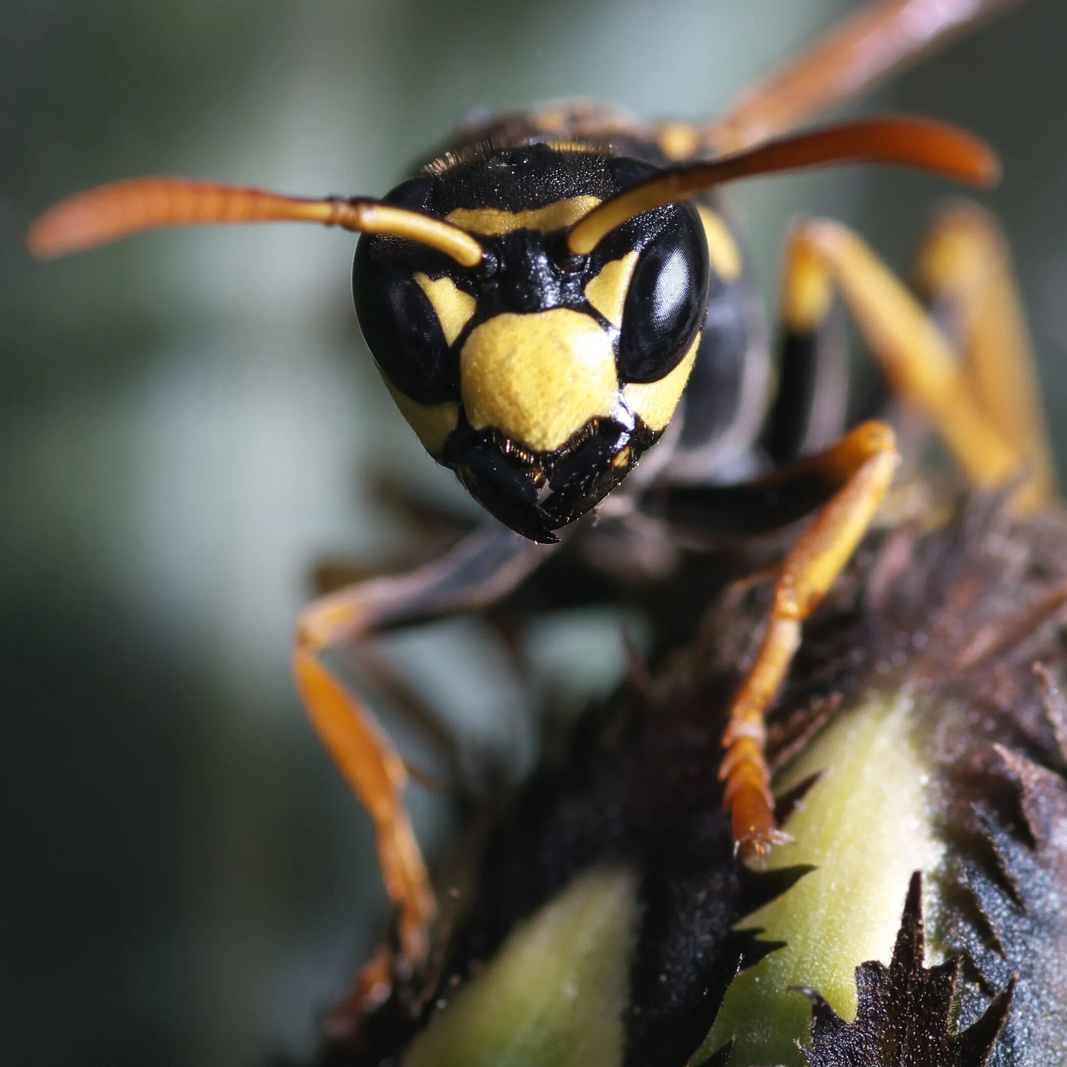 Оса начала. Wasp, restyling. (оса), метис. осы бумажные. французская бумажная оса. французская оса насекомое.
