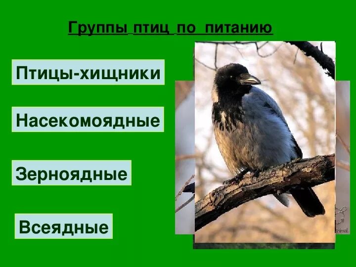 Зерноядные,Хищные,Насекомоядные птицы. Насекомоядные птицы представители. Экологические группы птиц. Насекомоядные и зерноядные птицы. Особенности питания птиц