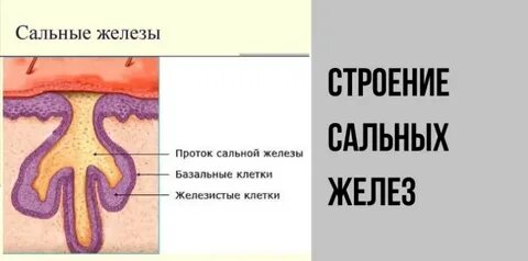 Сальный секрет кожи