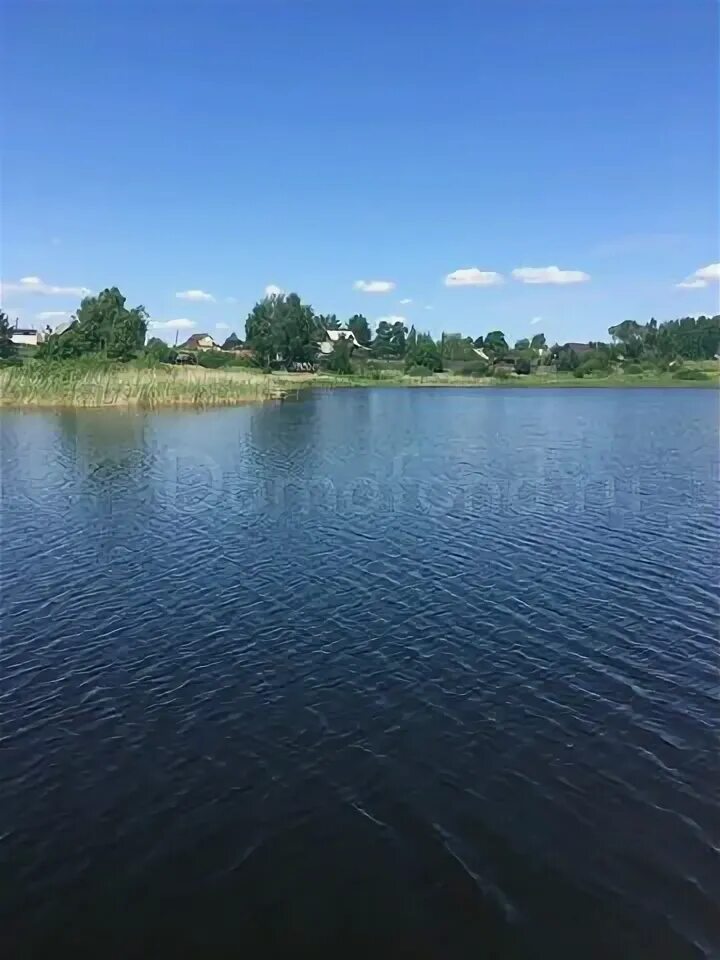 Покровское озеро большое. Покровское озеро Тверская область. Озеро Покровское Тверская область фото.