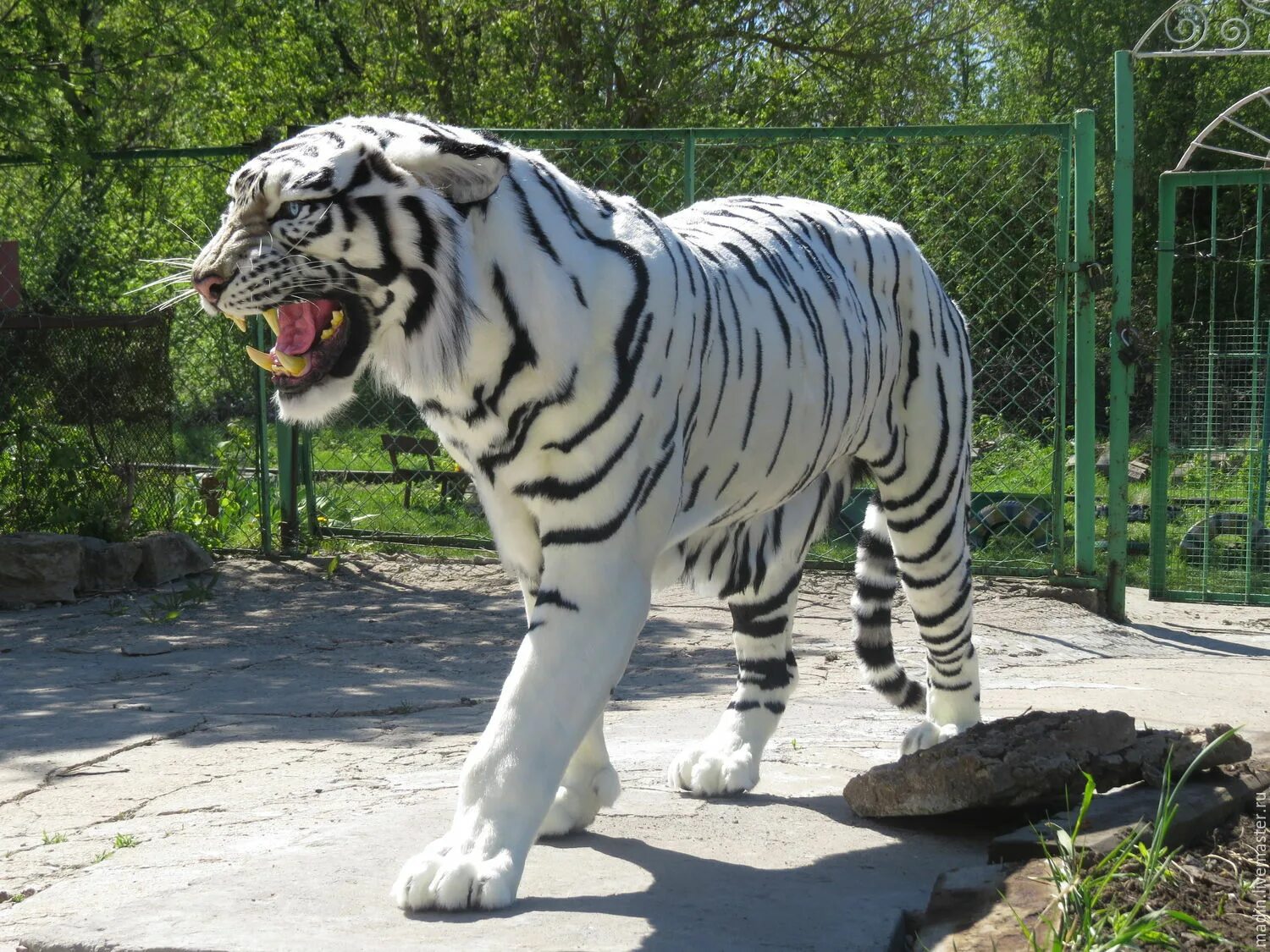 Tiger 31. Жолбарыс фото. Статуэтка тигр белый фарфор. Тигрица. Сибирский тигр.