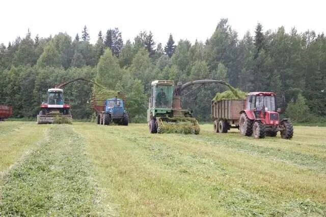 Мтз новгородская область. Левочский СПК Новгородская область. Заготовка кормов Левочский. СПК"Левочский"Хвойнинского района,Новгородской области. Сельское хозяйство Новгородской области.