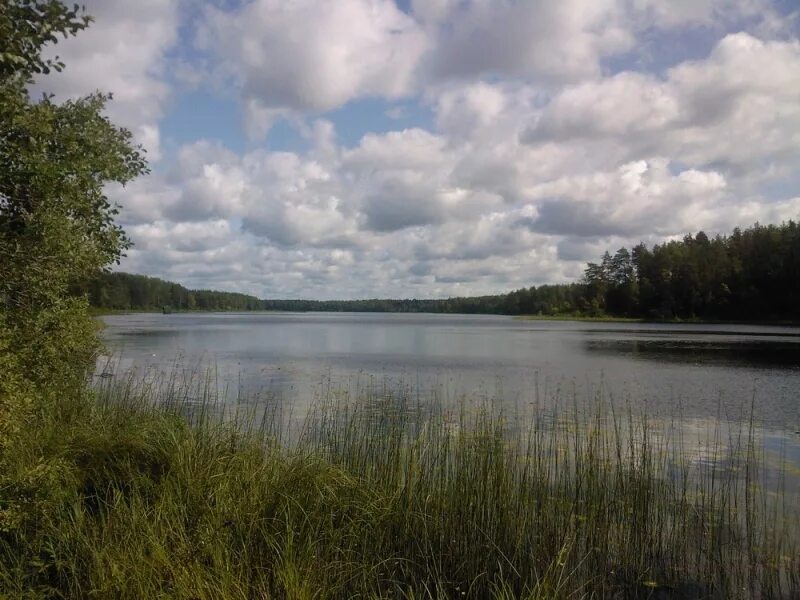 озеро охват тверская область пеновский район. погода охват тверская область. андреапольский район озеро лучане озеро охват. охват пеновского района тверской области.