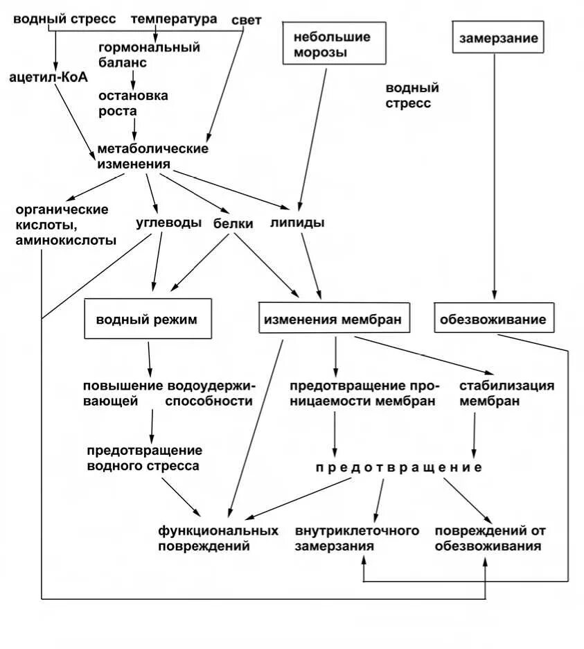 Белки стресса. Фазы стресса у растений. Стресс факторы растений. Схема влияния температуры на растения. Водный стресс растений.
