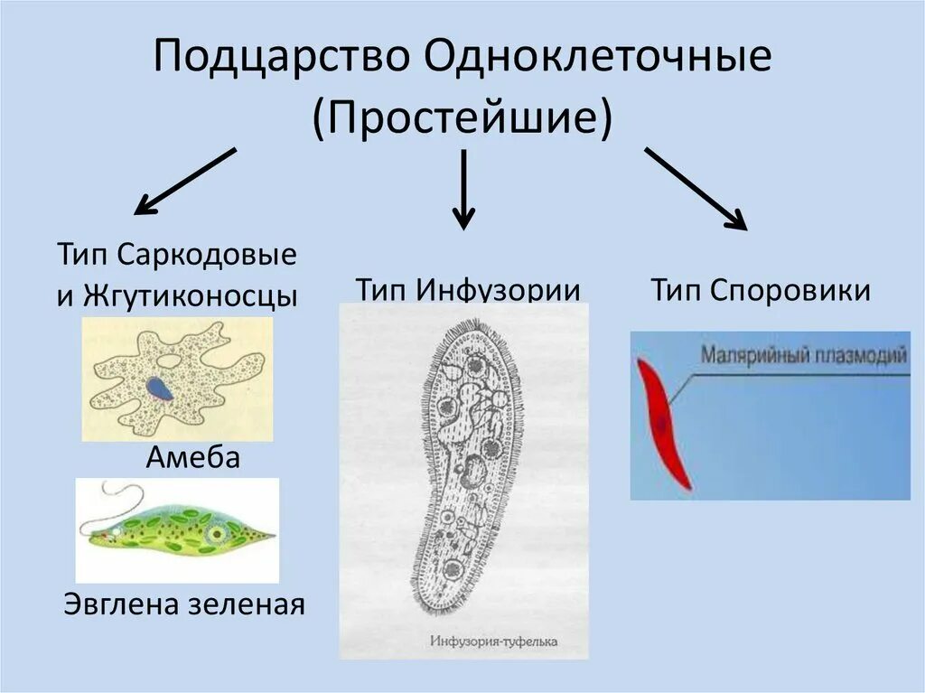 Подцарство одноклеточные 7 класс биология. Царство животных Подцарство одноклеточные. Царство животные Подцарство простейшие. Систематика одноклеточных организмов схема. Основные группы простейших