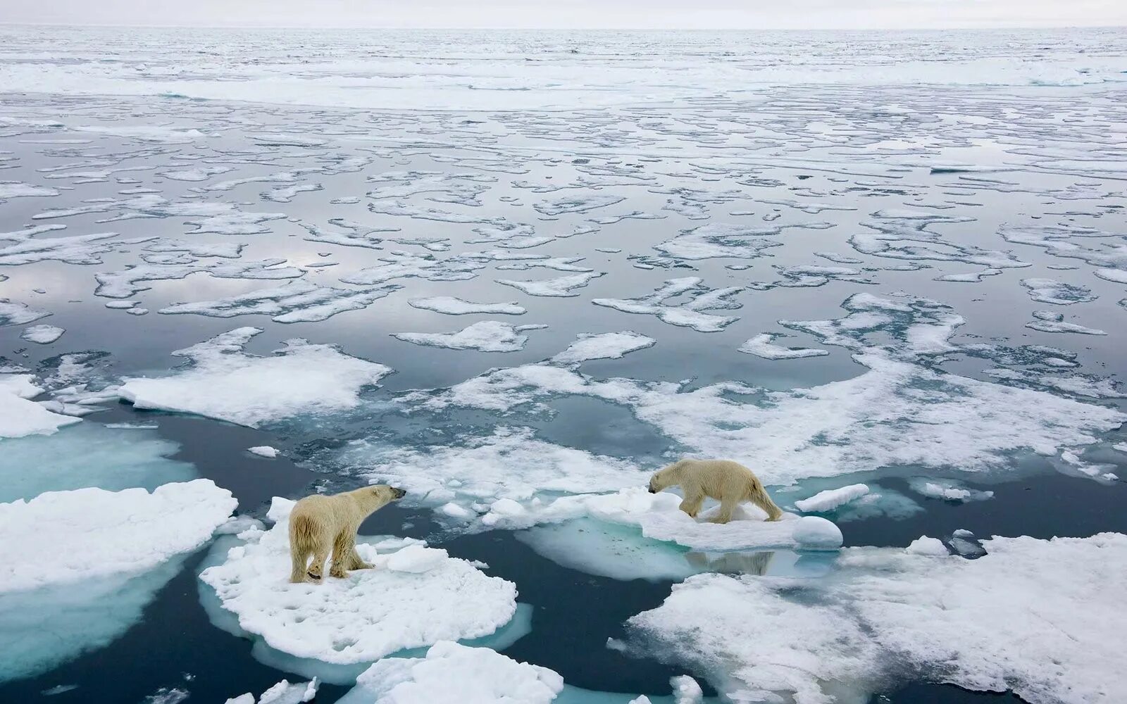 Арктика Северный Ледовитый океан. • Арктика — таяние арктических льдов,. Северный Ледовитый океан и Антарктида. Северный Ледовитый океан белый медведь.