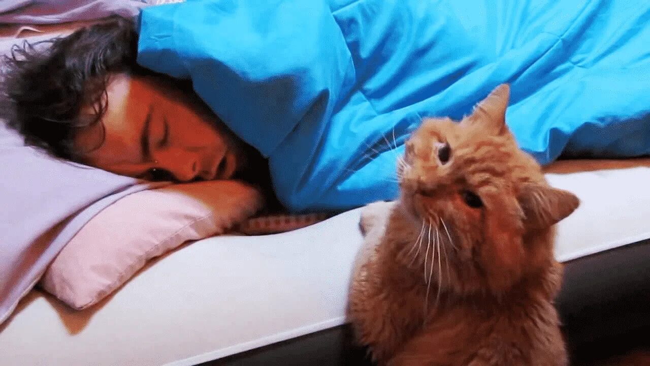 Разбудили видео. Кот будит хозяина. Кота разбудили. Сонный кот проснулся. Разбудил кошку.