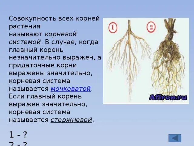Выразить какой корень. Выразить какой корень