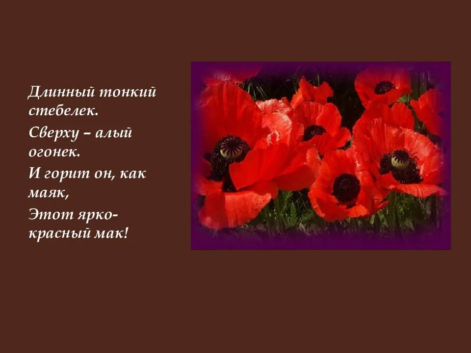 Мак значение цвета. Стихотворение про мак. красивые стихи о маках. четверостишье про мак цветок. высказывания о цветах маках.