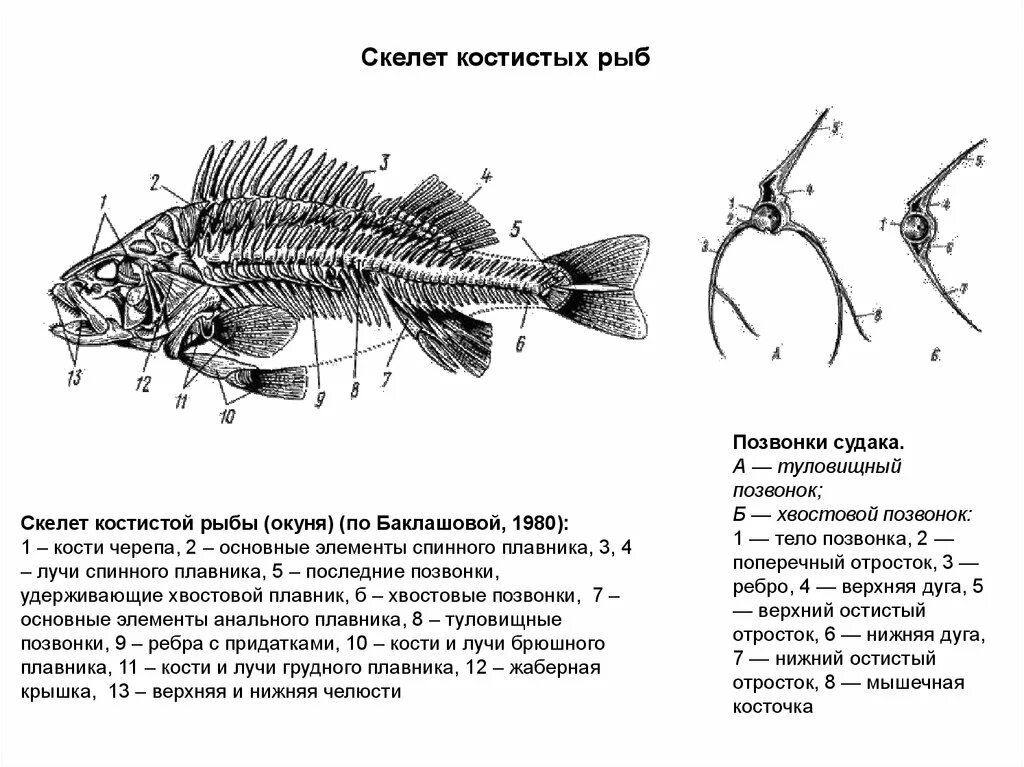 Строение скелета речного окуня. Скелет костистой рыбы окуня. Осевой скелет речного окуня. Строение скелета окуня.