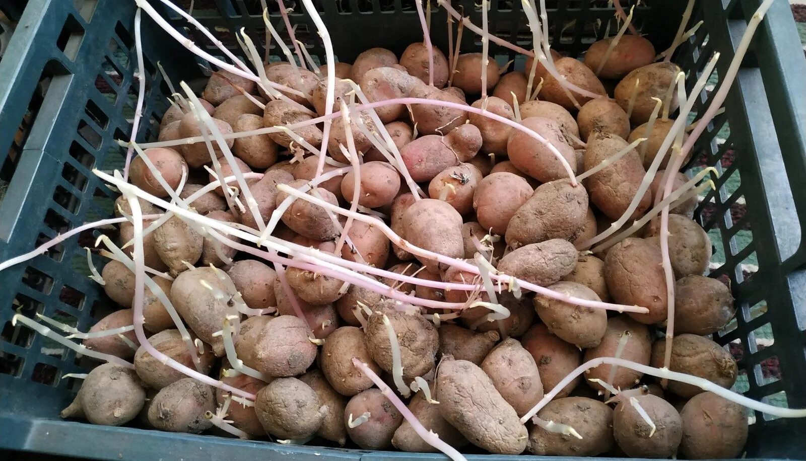 Проростки картофеля. Пророщенные клубни картофеля. Проросший картофель. Картошка с ростками. Обработка картофеля перед проращиванием