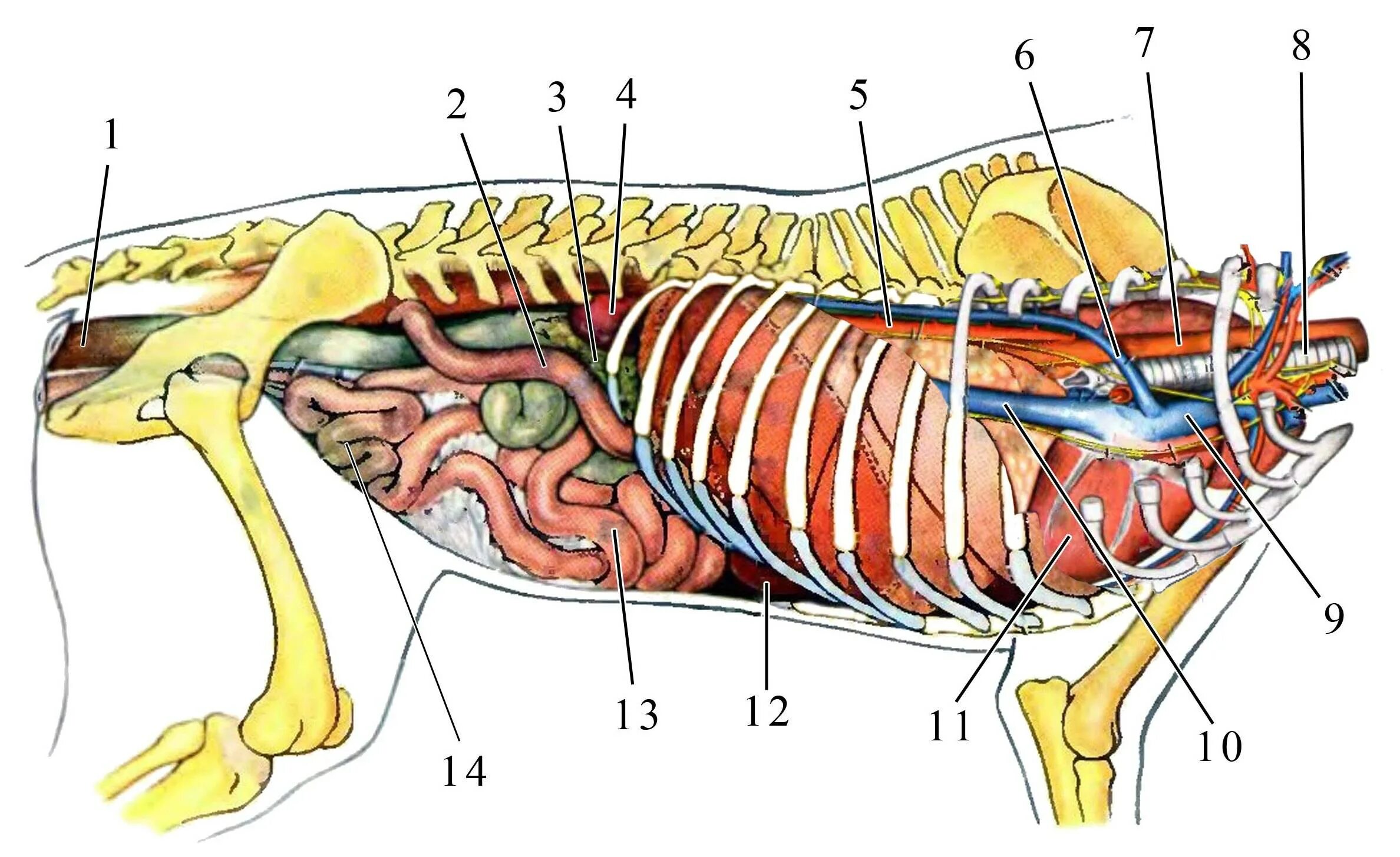 Внутреннее строение органов животных. Строение органов кота брюшная полость. Анатомия собаки органы брюшной полости. Топографическая анатомия органов брюшной полости у кошек. Топография внутренних органов собаки.