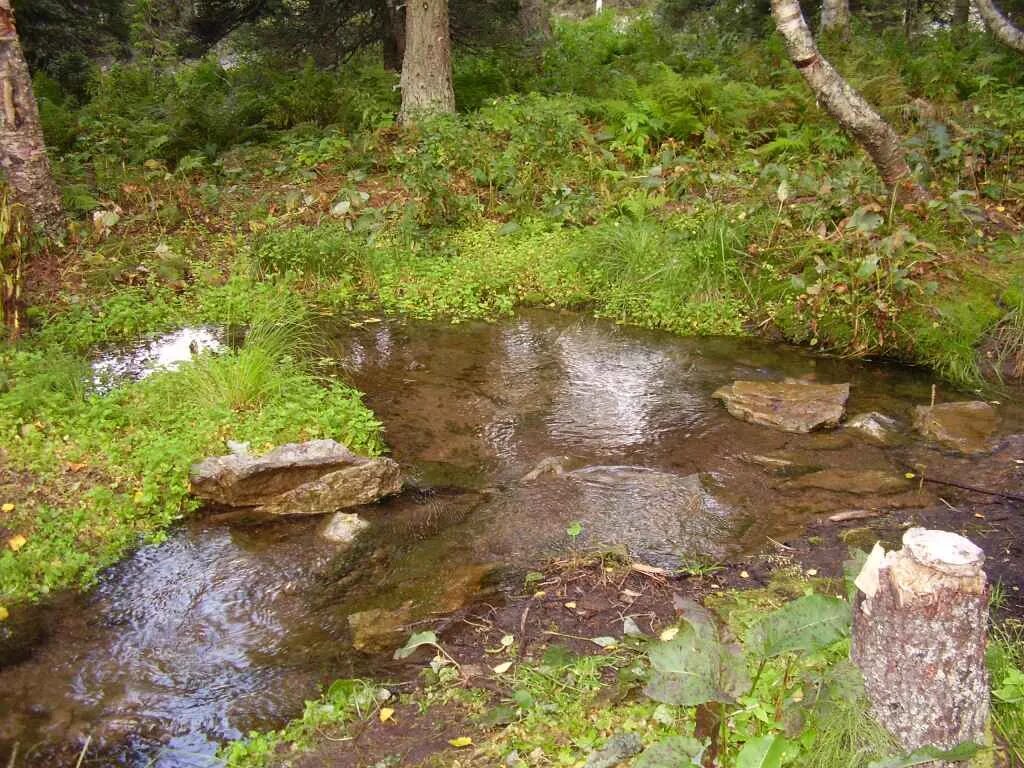 Родник. Родник в лесу. Ключ ручей Родник. Родник из земли.