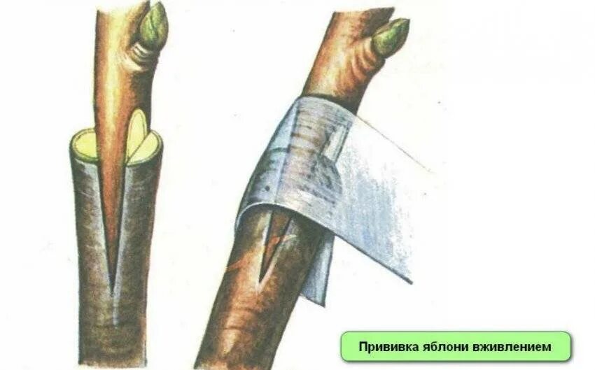 Прививка яблони окулировкой. Прививка яблони окулировкой. Как привить яблоню весной. Весенняя окулировка яблони. Прививка яблони на дичку.