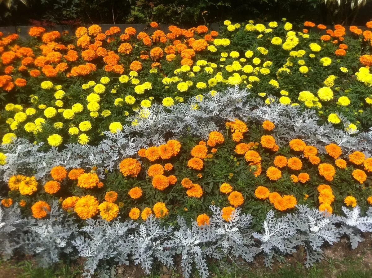 Цинии низкорослые бордюрные. Бархатцы однолетние. Клумба цинии эшшольция бархатцы. Бархатцы бордюрные. Бархатцы оранжевые низкорослые.