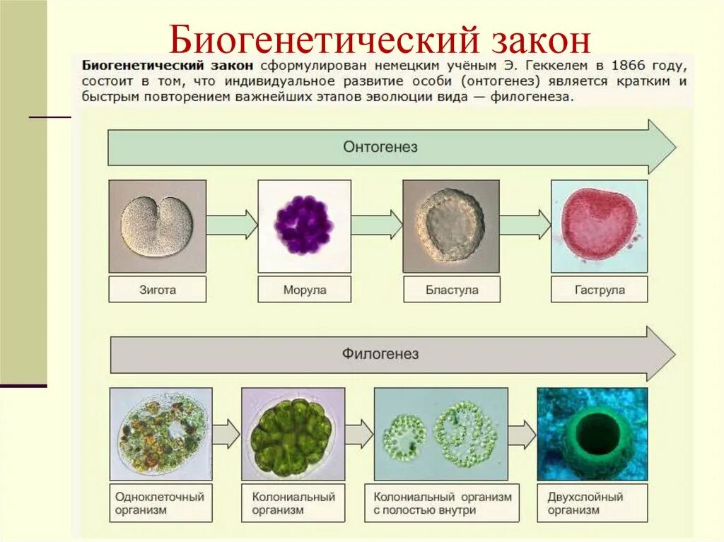 Приведите формулировку биогенетического закона кто является автором