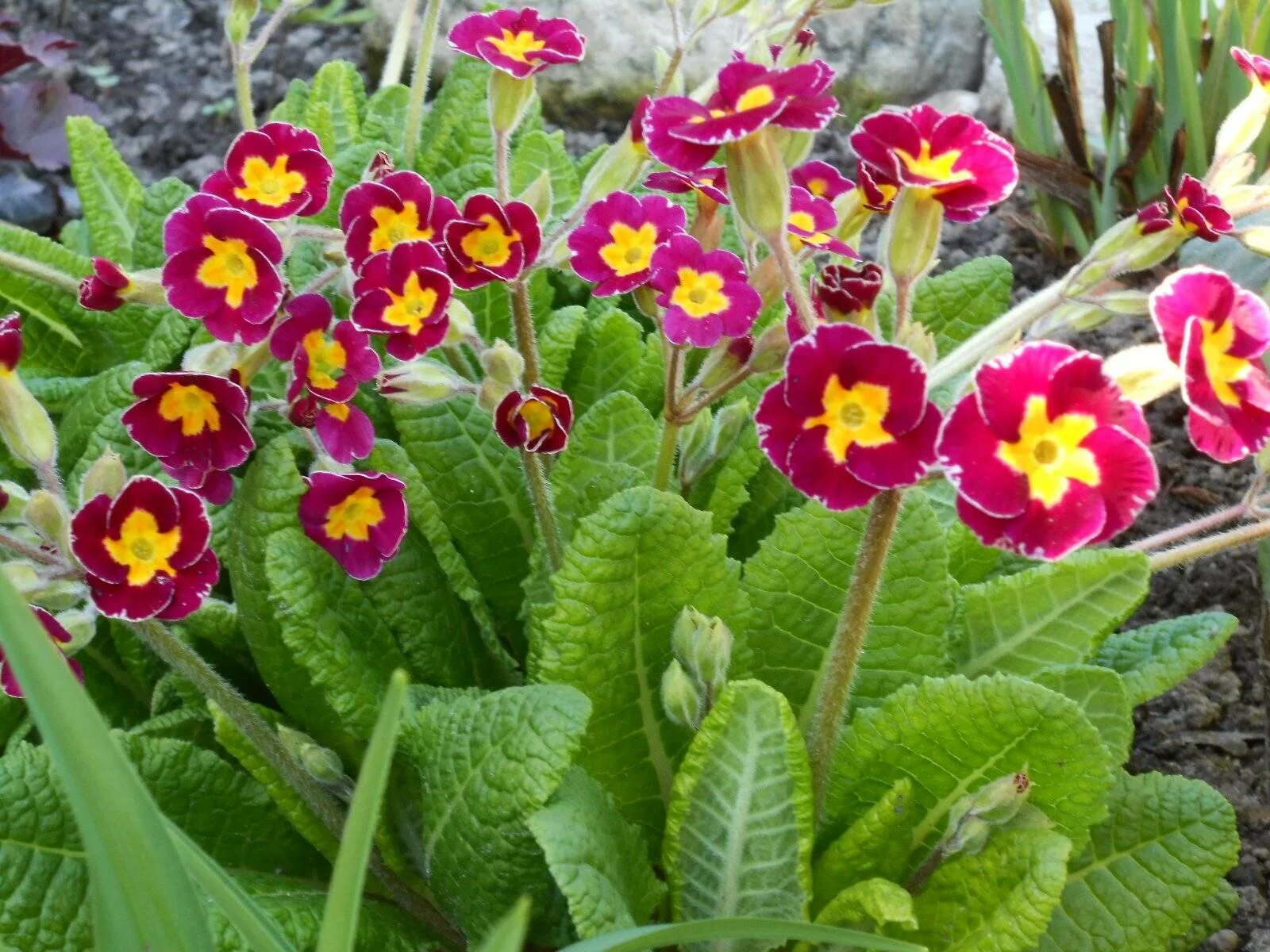 Free Images : flower, spring, green, pink, flora, flowers, primula, flowering pl
