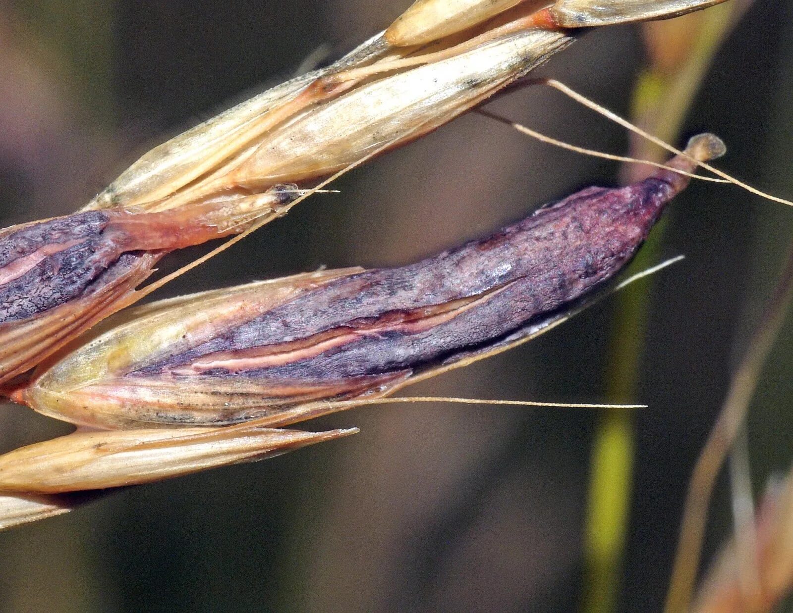 Спорынья (Claviceps purpurea). Спорынья злаков - Claviceps purpurea. Claviceps purpurea – спорынья пурпурная. Спорынья (Claviceps purpurea Tulasne)..