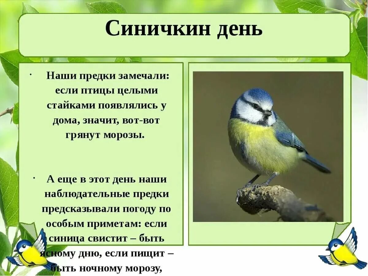 Приметы синички. 12 Ноября Синичкин календарь. Синичкин день. Экологический праздник «Синичкин день». День синички 12 ноября.