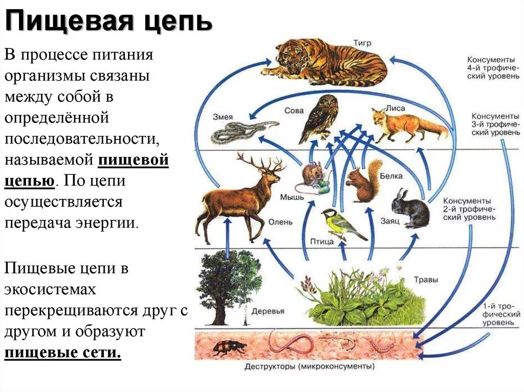 Схема пищевой сети Лесной экосистемы (по и.а. Шигареву, 1995). Трофическая цепь, пищевая цепь, цепь питания есть:. Пищевая трофическая структура биоценоза. Трофические связи сети питания.