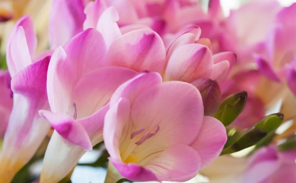 Фрезия дабл пинк. Фрезия (freesia). Розовая фрезия. Фрезия клубневая. Фрезия махровая пинк.